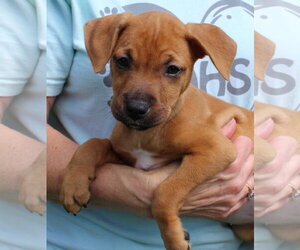 Retriever -Unknown Mix Dogs for adoption in Prattville, AL, USA