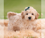 Puppy Nugget Goldendoodle (Miniature)