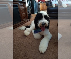 Father of the Sheepadoodle puppies born on 05/09/2023