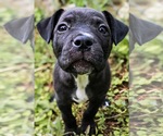 Small Photo #2 Staffordshire Bull Terrier Puppy For Sale in Maryville, TN, USA