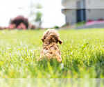 Small Photo #10 Cavapoo Puppy For Sale in WARSAW, IN, USA