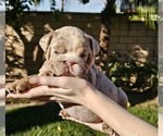 Puppy Stella Bulldog