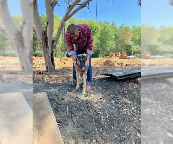 Medium Photo #2 German Shepherd Dog-Unknown Mix Puppy For Sale in Woodland, CA, USA