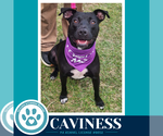 Small #5 Labrador Retriever Mix
