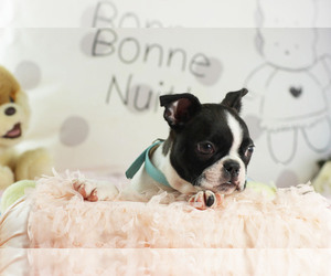 Boston Terrier Puppy for sale in BOCA RATON, FL, USA