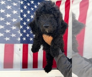 Goldendoodle (Miniature) Puppy for sale in SUSSEX, NJ, USA