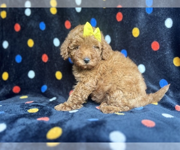 Medium Photo #5 Goldendoodle (Miniature) Puppy For Sale in LAKELAND, FL, USA