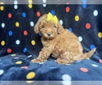 Small #4 Goldendoodle (Miniature)