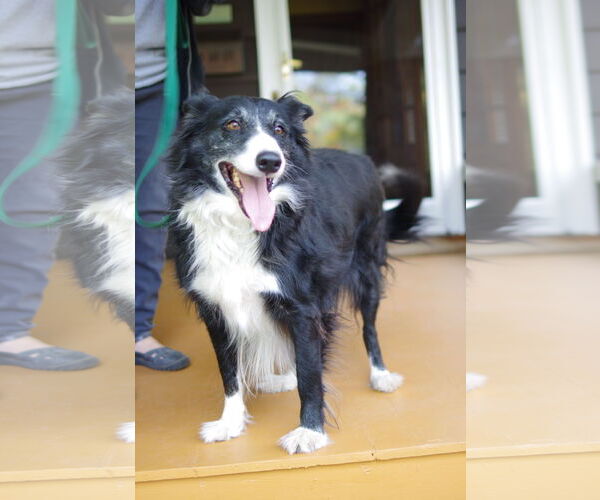 Medium Photo #14 Border Collie Puppy For Sale in Highland, IL, USA