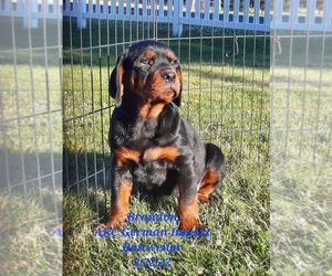 Rottweiler Puppy for sale in SHIPSHEWANA, IN, USA