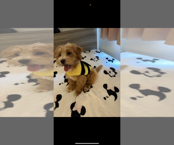 Medium Photo #11 Goldendoodle (Miniature) Puppy For Sale in STATEN ISLAND, NY, USA