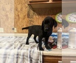 Small #4 Labrador Retriever