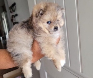 Pomeranian Puppy for sale in SAN RAFAEL, CA, USA