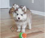 Small #3 Pomsky