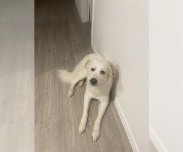Medium Photo #1 Great Pyrenees-Unknown Mix Puppy For Sale in San Antonio, TX, USA