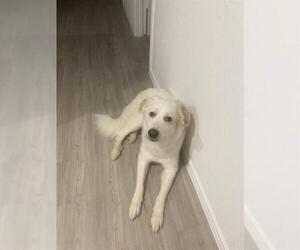 Great Pyrenees-Unknown Mix Dogs for adoption in San Antonio, TX, USA