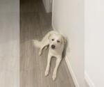Small Great Pyrenees Mix