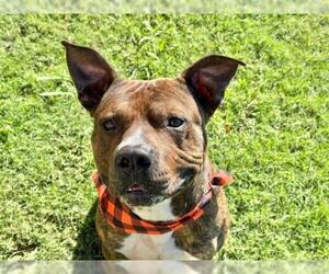 Mutt Dogs for adoption in Tulsa, OK, USA