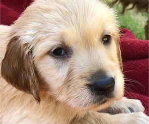 English Bulldogge Puppy for sale in MCCOMB, MS, USA