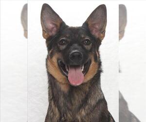German Shepherd Dog-Unknown Mix Dogs for adoption in Burbank, CA, USA