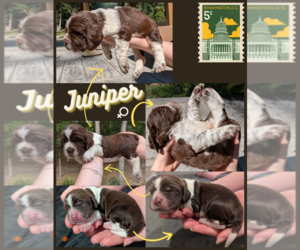 Medium English Springer Spaniel