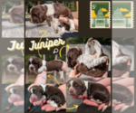 Puppy Juniper English Springer Spaniel