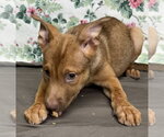 Small #1 Mutt