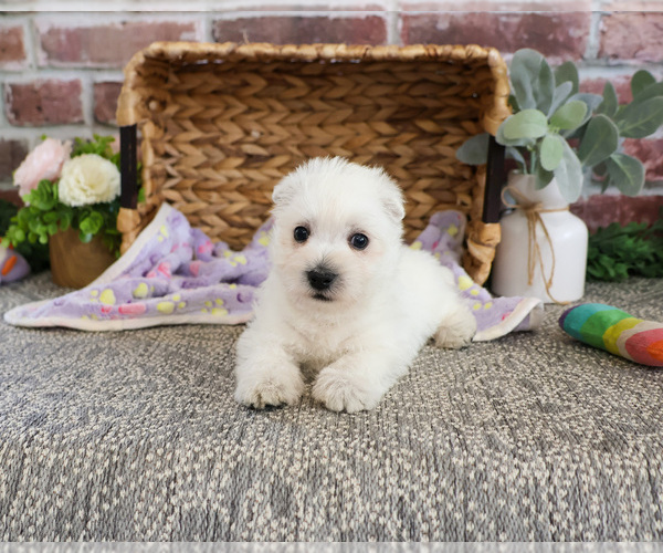 Medium Photo #6 West Highland White Terrier Puppy For Sale in SYRACUSE, IN, USA