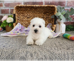 Small #5 West Highland White Terrier