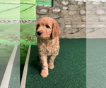 Small #18 Goldendoodle