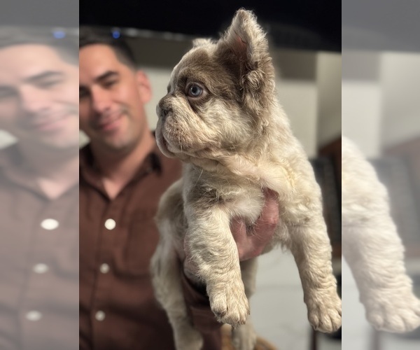 Medium Photo #5 French Bulldog Puppy For Sale in SAN DIEGO, CA, USA