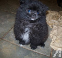 Pomeranian Puppy for sale in CRANFORD, NJ, USA