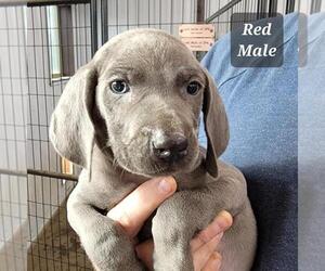 Weimaraner Puppy for Sale in BERESFORD, South Dakota USA
