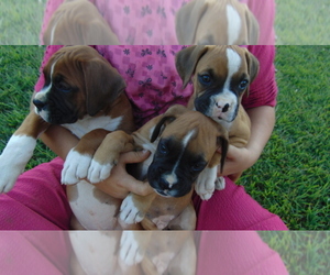 Boxer Puppy for sale in VEVAY, IN, USA