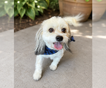 Small #2 Hava-Apso