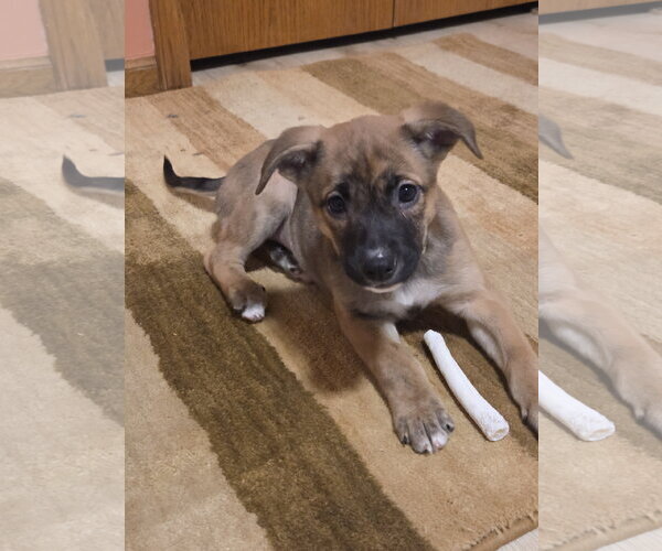 Medium Photo #6 Mutt Puppy For Sale in Brooklyn Center, MN, USA