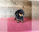Small #12 Dachshund