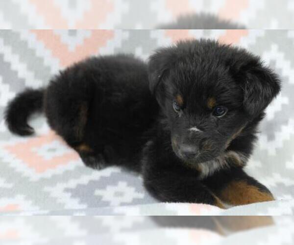 Medium Photo #1 Mutt Puppy For Sale in Thief River Falls, MN, USA