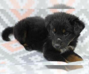 Mutt Dogs for adoption in Thief River Falls, MN, USA