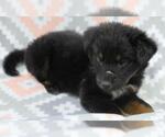 Small Mutt