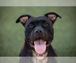 Small American Pit Bull Terrier Mix