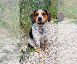 Beagle Dogs for adoption in Lake City, MI, USA