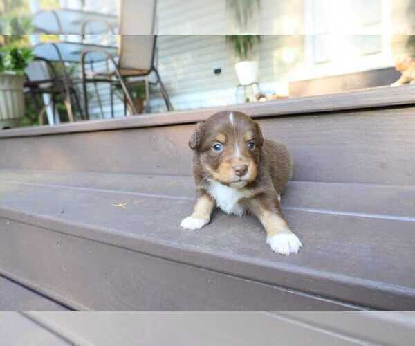 Medium Photo #7 Miniature Australian Shepherd Puppy For Sale in DAWSON, GA, USA