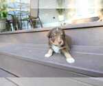 Small Photo #56 Miniature Australian Shepherd Puppy For Sale in DAWSON, GA, USA
