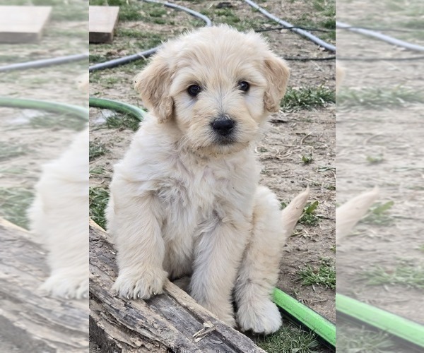 Medium Photo #1 Goldendoodle Puppy For Sale in TROY, MO, USA