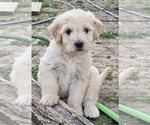Small Photo #1 Goldendoodle Puppy For Sale in TROY, MO, USA