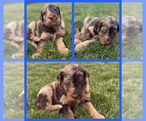 Medium Goldendoodle