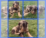 Puppy Oak Goldendoodle