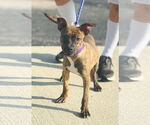 Small #1 Miniature Pinscher