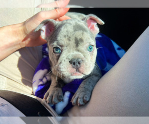 French Bulldog Puppy for sale in OAK GROVE, MO, USA
